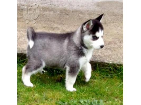 PoulaTo: Husky καθαροαιμα κουταβακια 6940048695 αθηνα θεσσαλονικη κρητη